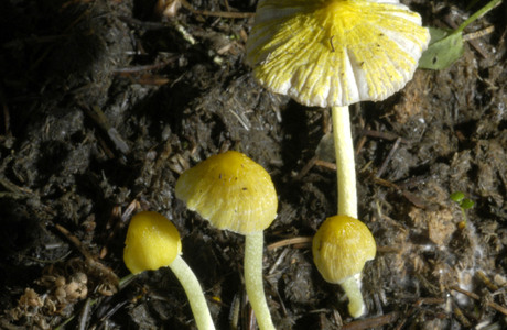 Goldmistpilz (Bolbitius titubans ) - © Heinz Prelicz